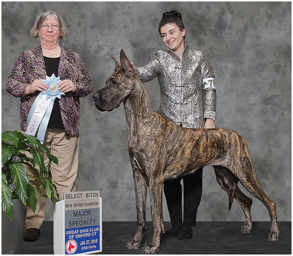 BISS BISOH Am GCH & Can CH. MoonRiver's The Heart is a Lonely Hunter CA, TKN, RATO, DCAT, CZ8B, Versatile Dane -GDCA