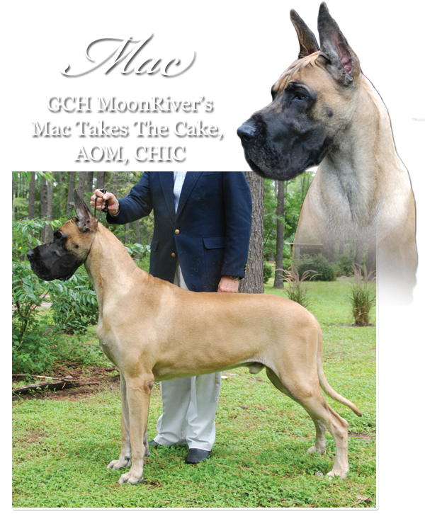 GCH MoonRiver's Mac Takes The Cake