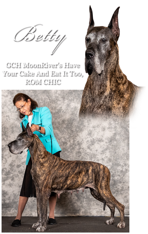 GCH MoonRiver's Have Your Cake And Eat It Too, ROM CHIC