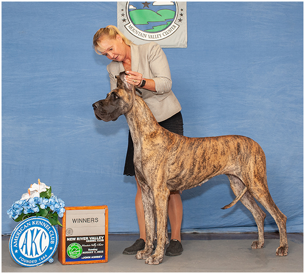 Northwind great best sale danes