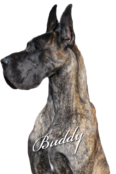 Buddy