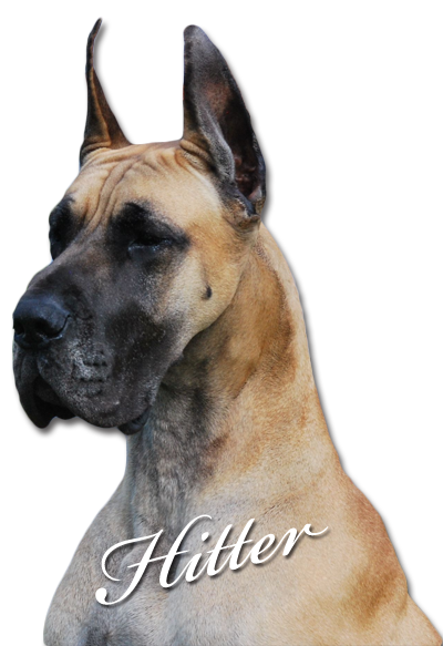 GCH MoonRiver's Hanlondane's Hitman