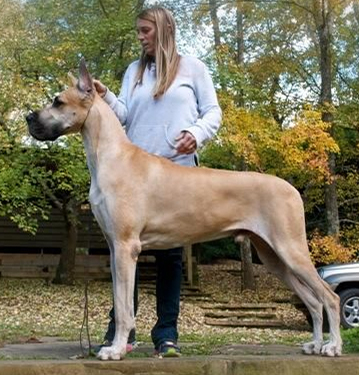 Rojon great hot sale danes