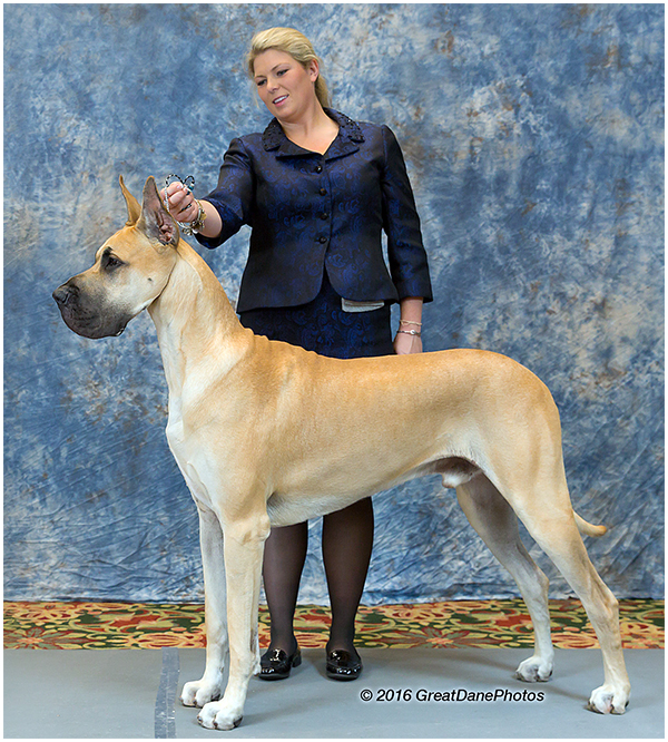 GCH MoonRiver's El Patron