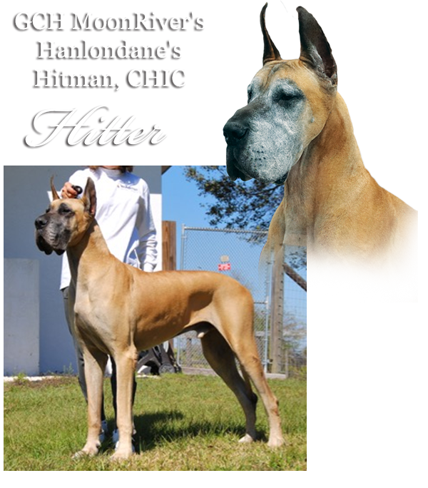 GCH MoonRiver's Hanlondane's Hitman, CHIC