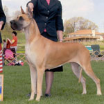 BISS CH Shady Creek's Sister Golden Hair, AOM