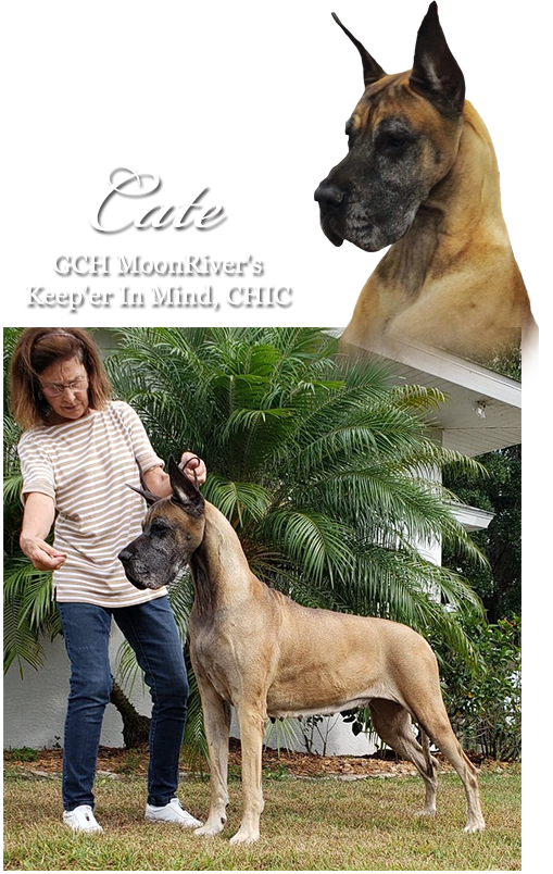 GCH MoonRiver's Keep'er In Mind, CHIC