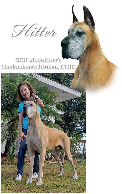 GCH MoonRiver's Hanlondane's Hitman, CHIC