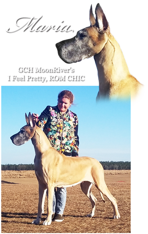 GCH MoonRiver's I Feel Pretty, ROM CHIC